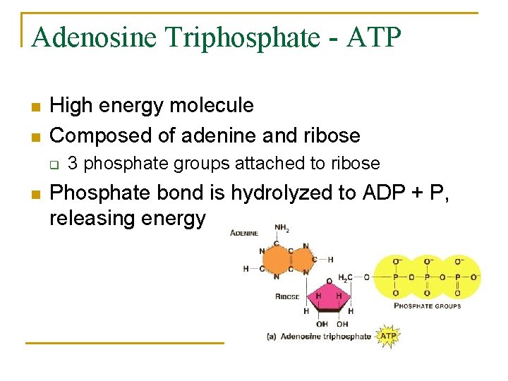 Adenosine Triphosphate - ATP n n High energy molecule Composed of adenine and ribose Adenosine Triphosphate - ATP n n High energy molecule Composed of adenine and ribose
