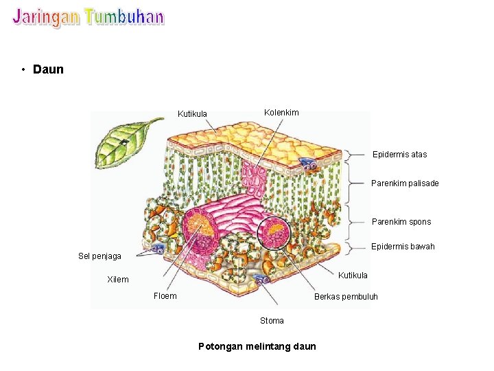  • Daun Kutikula Kolenkim Epidermis atas Parenkim palisade Parenkim spons Epidermis bawah Sel