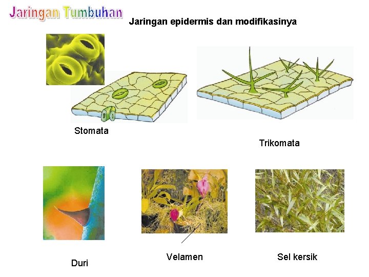 Jaringan epidermis dan modifikasinya Stomata Trikomata Duri Velamen Sel kersik 
