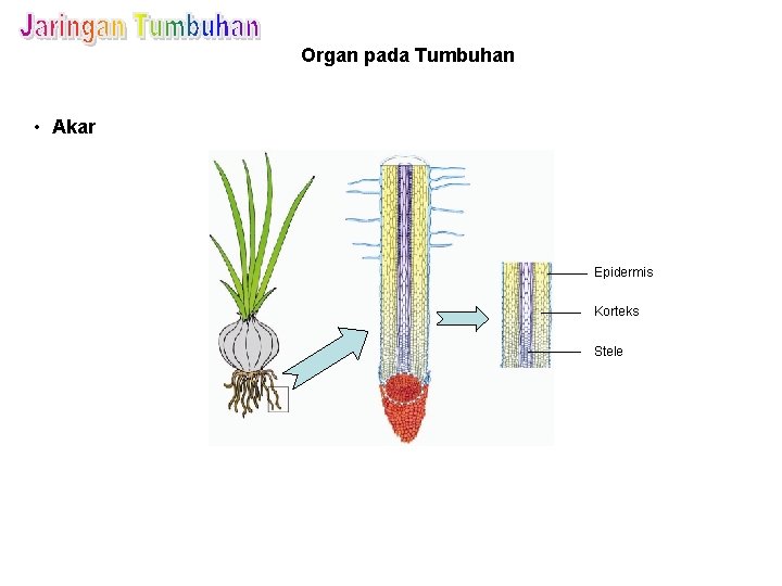 Organ pada Tumbuhan • Akar Epidermis Korteks Stele 