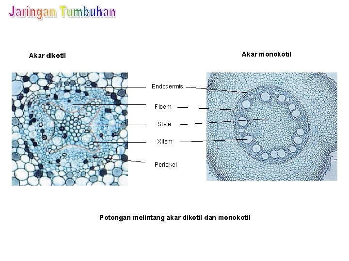 Akar monokotil Akar dikotil Endodermis Floem Stele Xilem Perisikel Potongan melintang akar dikotil dan