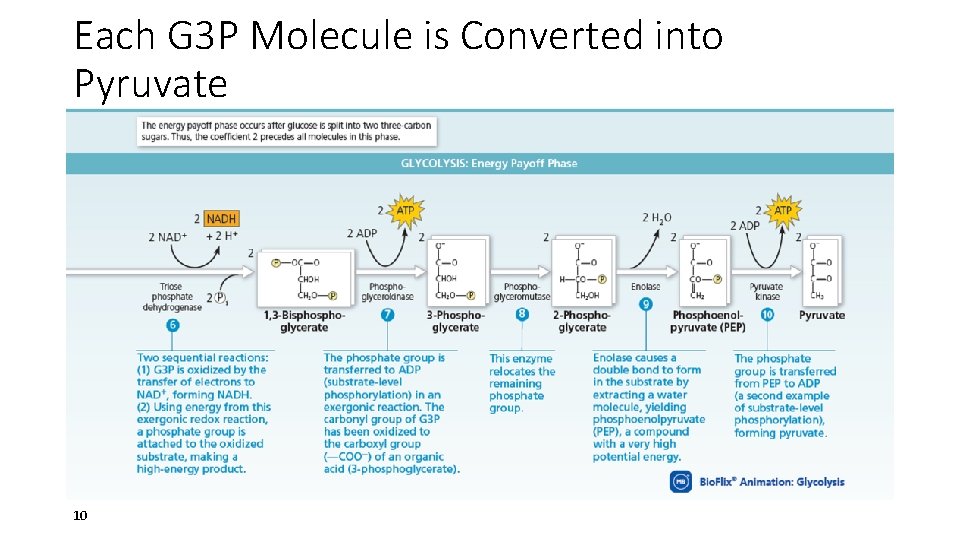 Each G 3 P Molecule is Converted into Pyruvate 10 