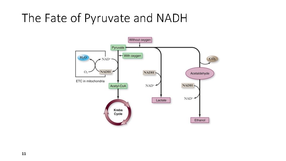 The Fate of Pyruvate and NADH 11 