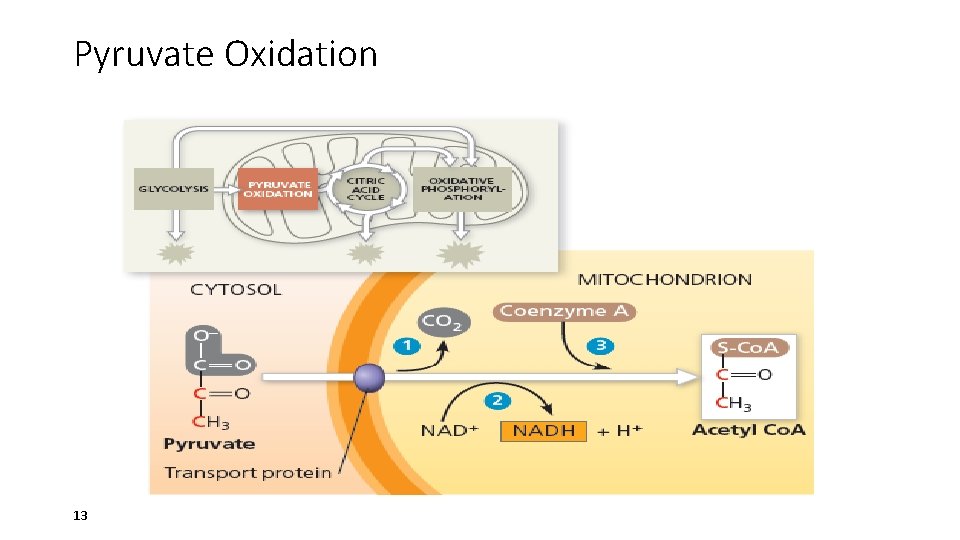 Pyruvate Oxidation 13 