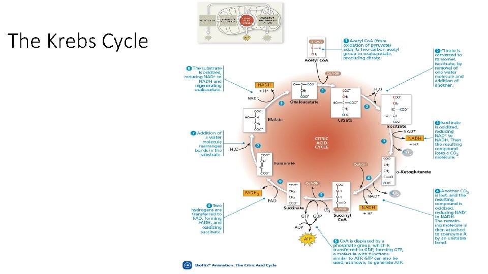 The Krebs Cycle 