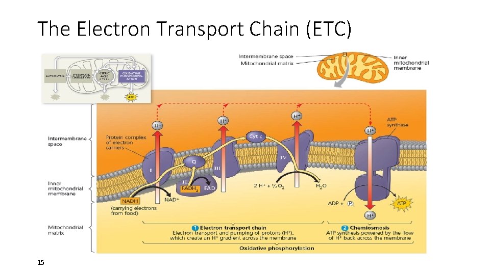 The Electron Transport Chain (ETC) 15 