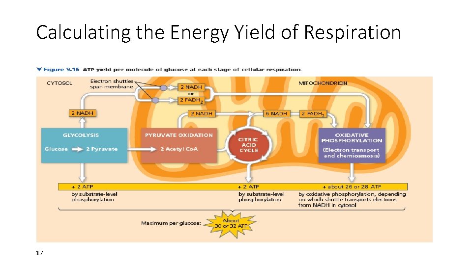 Calculating the Energy Yield of Respiration 17 