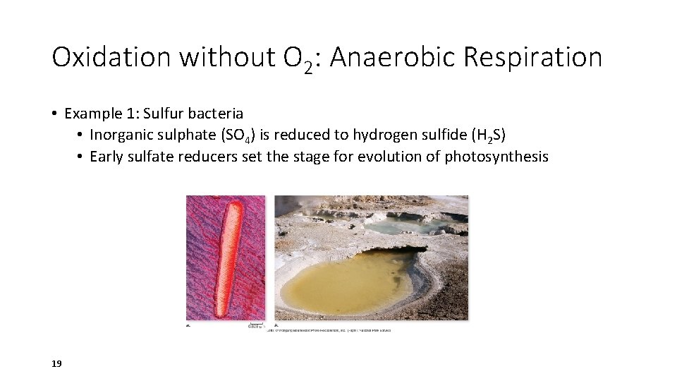 Oxidation without O 2: Anaerobic Respiration • Example 1: Sulfur bacteria • Inorganic sulphate