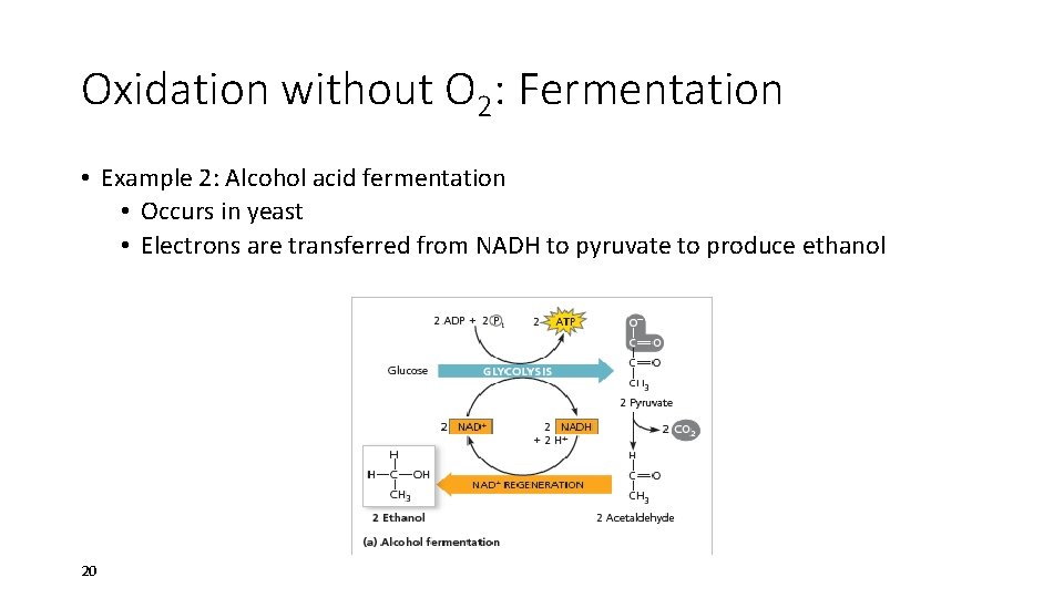Oxidation without O 2: Fermentation • Example 2: Alcohol acid fermentation • Occurs in