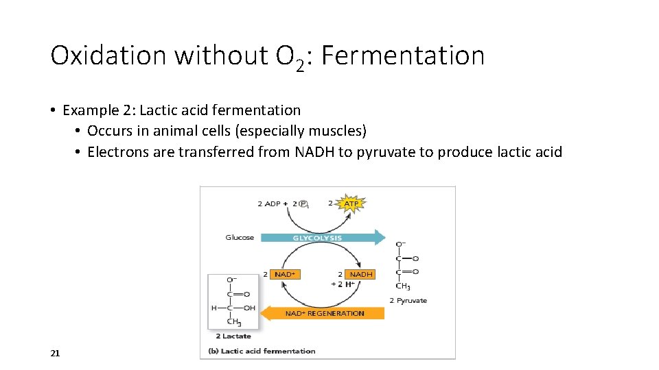 Oxidation without O 2: Fermentation • Example 2: Lactic acid fermentation • Occurs in