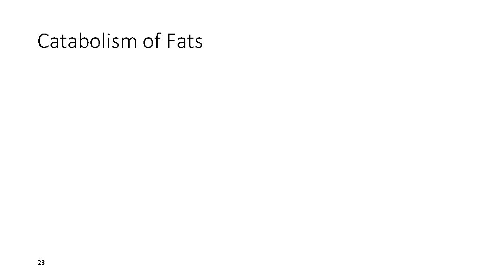 Catabolism of Fats 23 