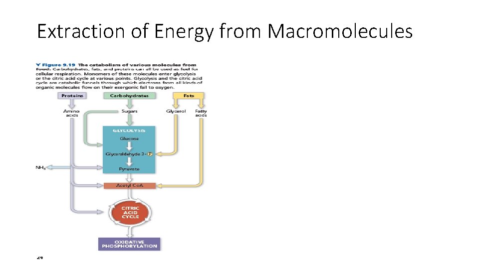 Extraction of Energy from Macromolecules 24 