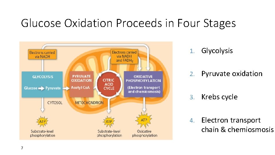 Glucose Oxidation Proceeds in Four Stages 1. Glycolysis 2. Pyruvate oxidation 3. Krebs cycle