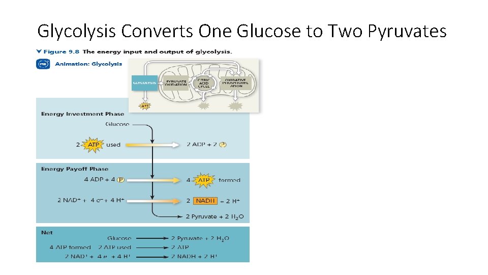 Glycolysis Converts One Glucose to Two Pyruvates 8 