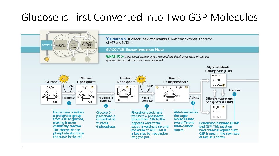 Glucose is First Converted into Two G 3 P Molecules 9 