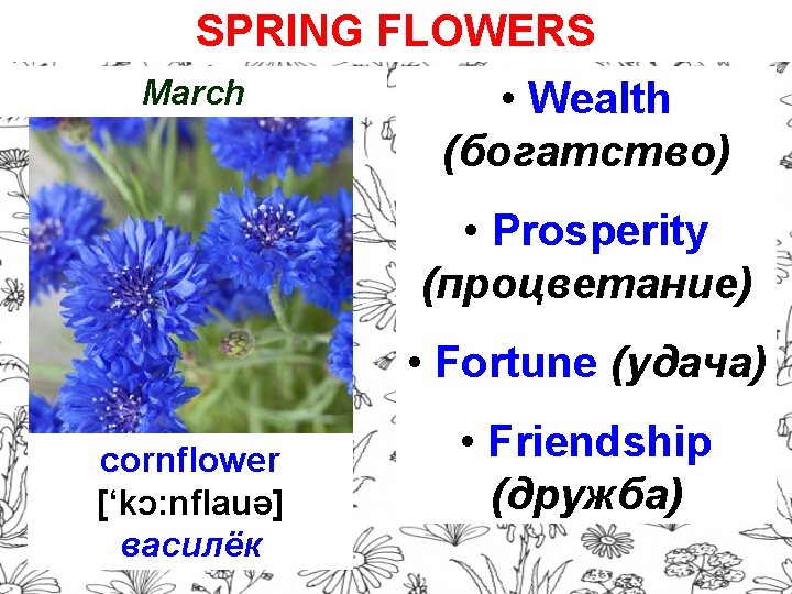 SPRING FLOWERS March • Wealth (богатство) • Prosperity (процветание) • Fortune (удача) cornflower [‘kɔ: