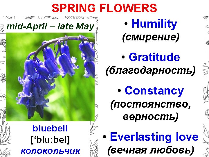 SPRING FLOWERS • Humility mid-April – late May (смирение) • Gratitude (благодарность) • Constancy