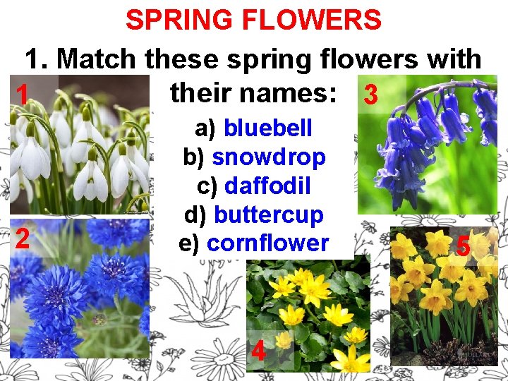 SPRING FLOWERS 1. Match these spring flowers with their names: 3 1 2 a)