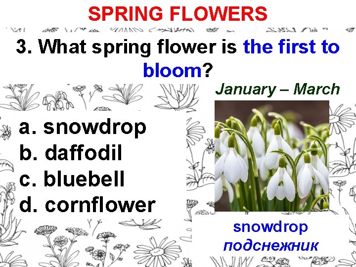 SPRING FLOWERS 3. What spring flower is the first to bloom? January – March