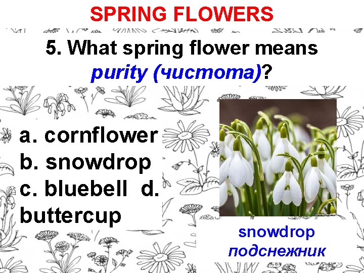 SPRING FLOWERS 5. What spring flower means purity (чистота)? a. cornflower b. snowdrop c.