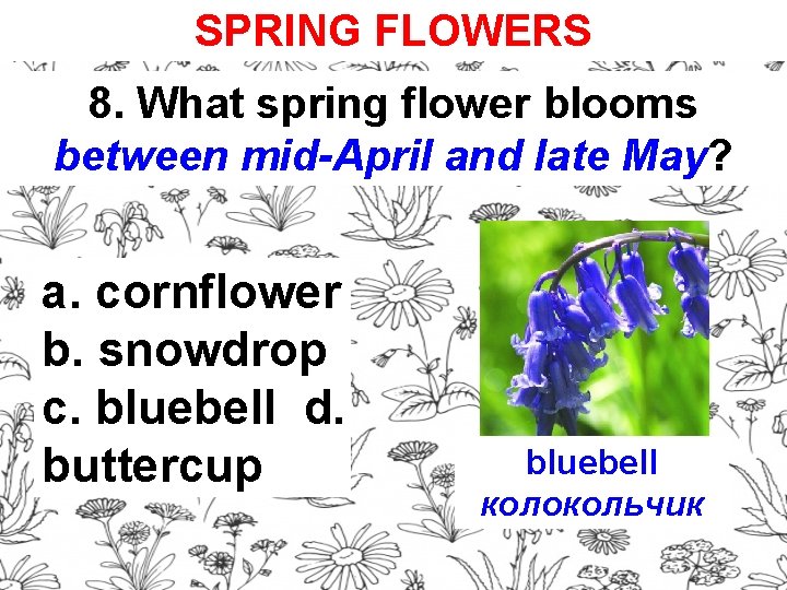 SPRING FLOWERS 8. What spring flower blooms between mid-April and late May? a. cornflower