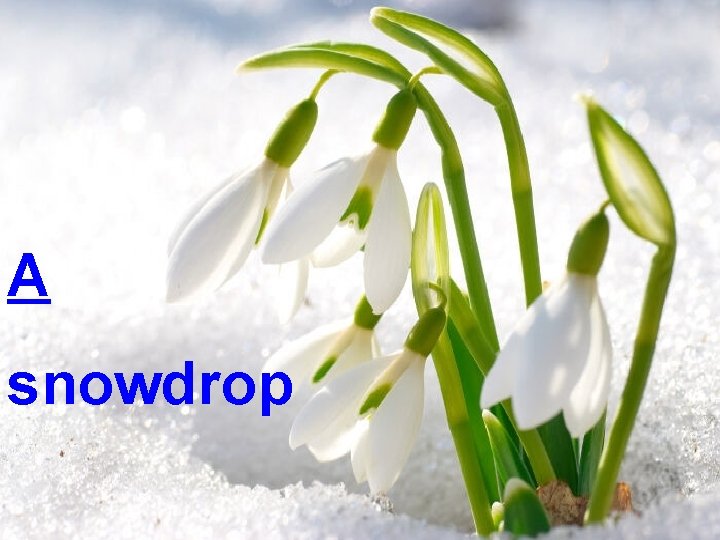 A snowdrop 