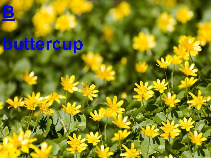 B buttercup 