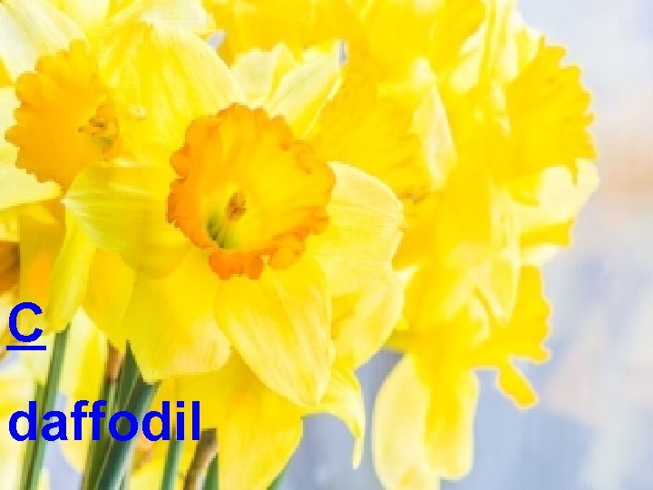 C daffodil 