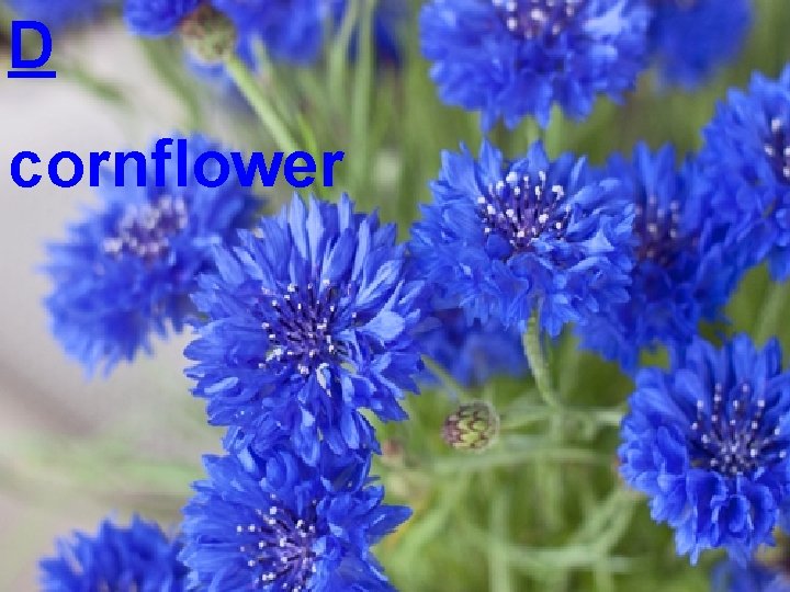 D cornflower 