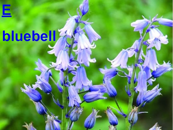 E bluebell 