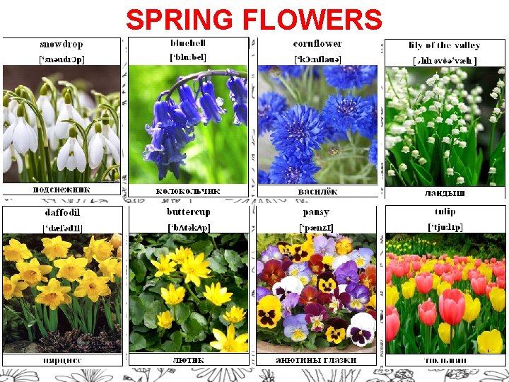 SPRING FLOWERS 