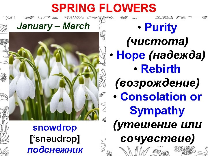 SPRING FLOWERS January – March snowdrop [‘snəudrɔp] подснежник • Purity (чистота) • Hope (надежда)