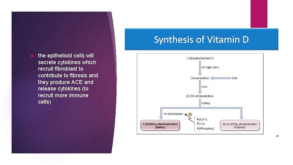  the epithelioid cells will secrete cytokines which recruit fibroblast to contribute to fibrosis