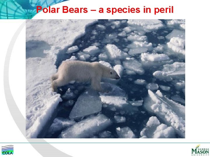 Polar Bears – a species in peril 