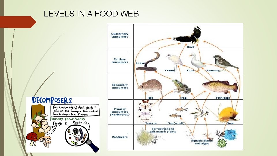 LEVELS IN A FOOD WEB 