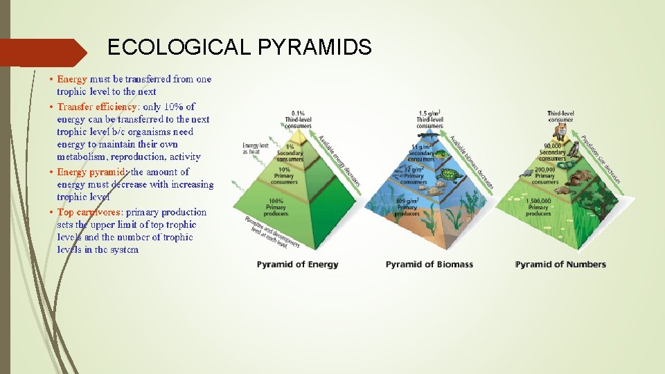 ECOLOGICAL PYRAMIDS 