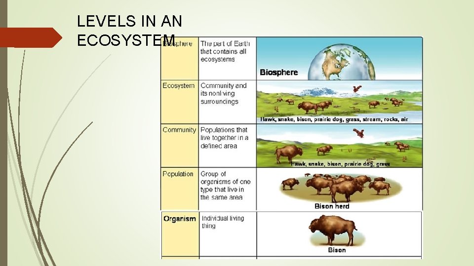 LEVELS IN AN ECOSYSTEM 