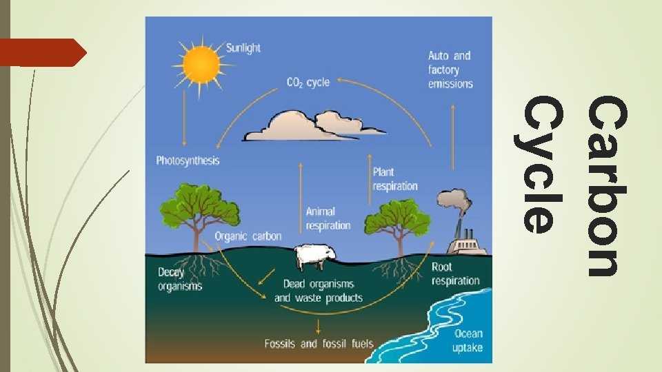 Carbon Cycle 