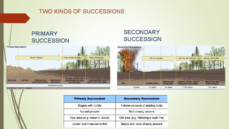 TWO KINDS OF SUCCESSIONS: PRIMARY SUCCESSION SECONDARY SUCCESSION 