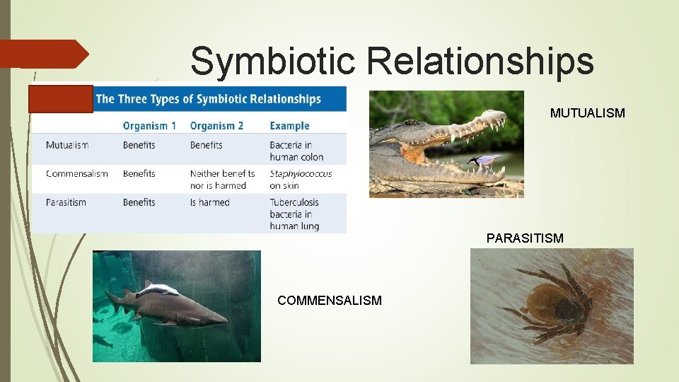 Symbiotic Relationships MUTUALISM PARASITISM COMMENSALISM 