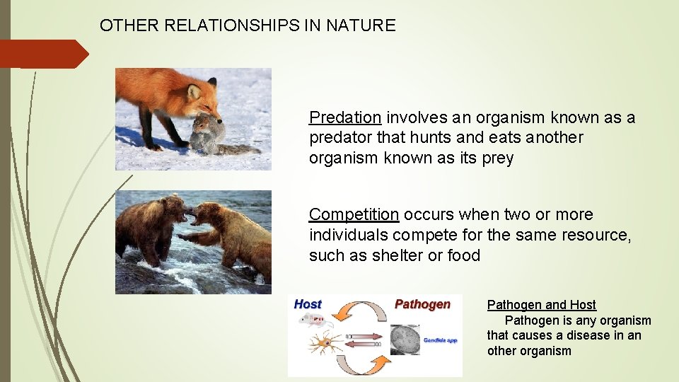 OTHER RELATIONSHIPS IN NATURE Predation involves an organism known as a predator that hunts