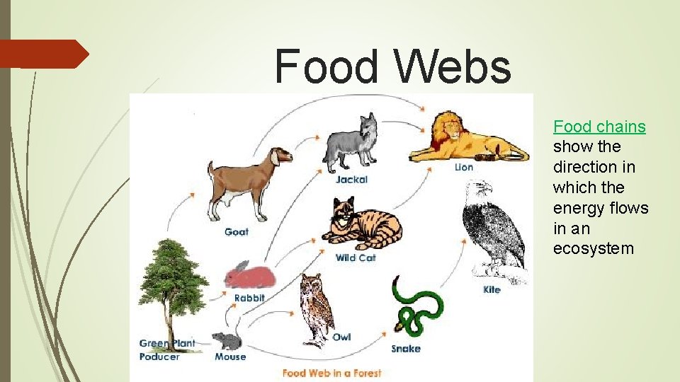Food Webs Food chains show the direction in which the energy flows in an