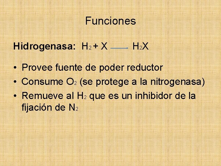 Funciones Hidrogenasa: H 2 + X H 2 X • Provee fuente de poder