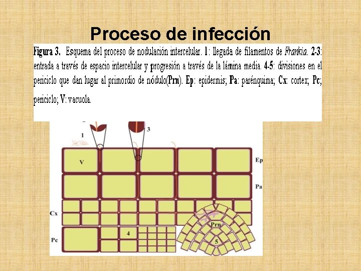 Proceso de infección 