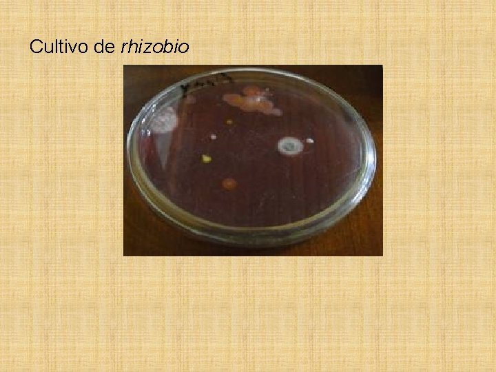 Cultivo de rhizobio 