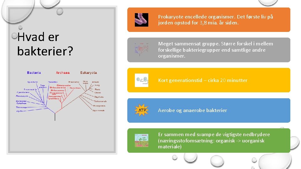 Prokaryote encellede organismer. Det første liv på jorden opstod for 3, 8 mia. år