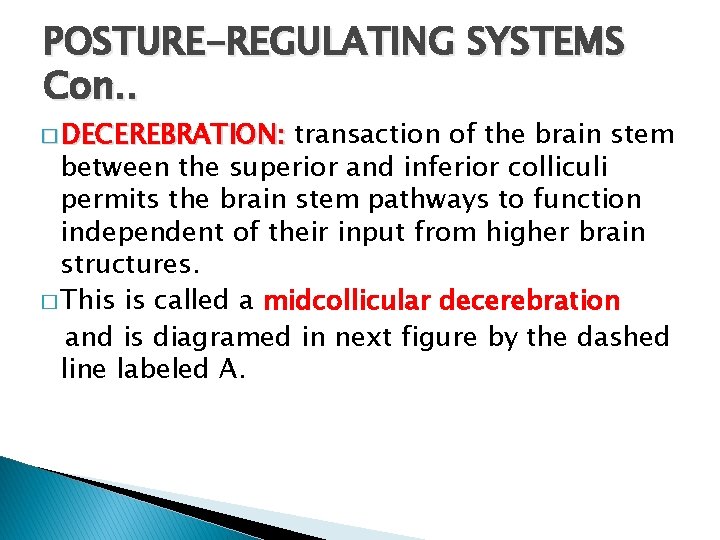 POSTURE-REGULATING SYSTEMS Con. . � DECEREBRATION: transaction of the brain stem between the superior