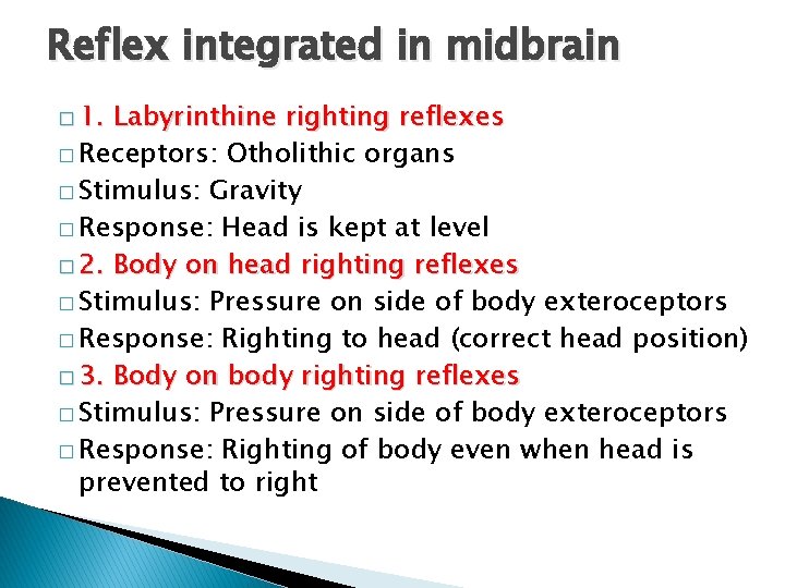 Reflex integrated in midbrain � 1. Labyrinthine righting reflexes � Receptors: Otholithic organs �