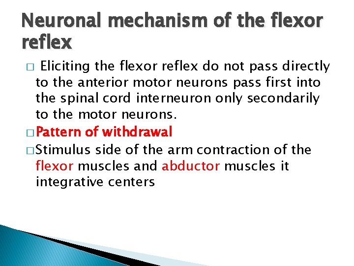 Neuronal mechanism of the flexor reflex Eliciting the flexor reflex do not pass directly