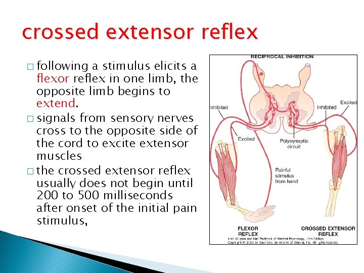 crossed extensor reflex � following a stimulus elicits a flexor reflex in one limb,